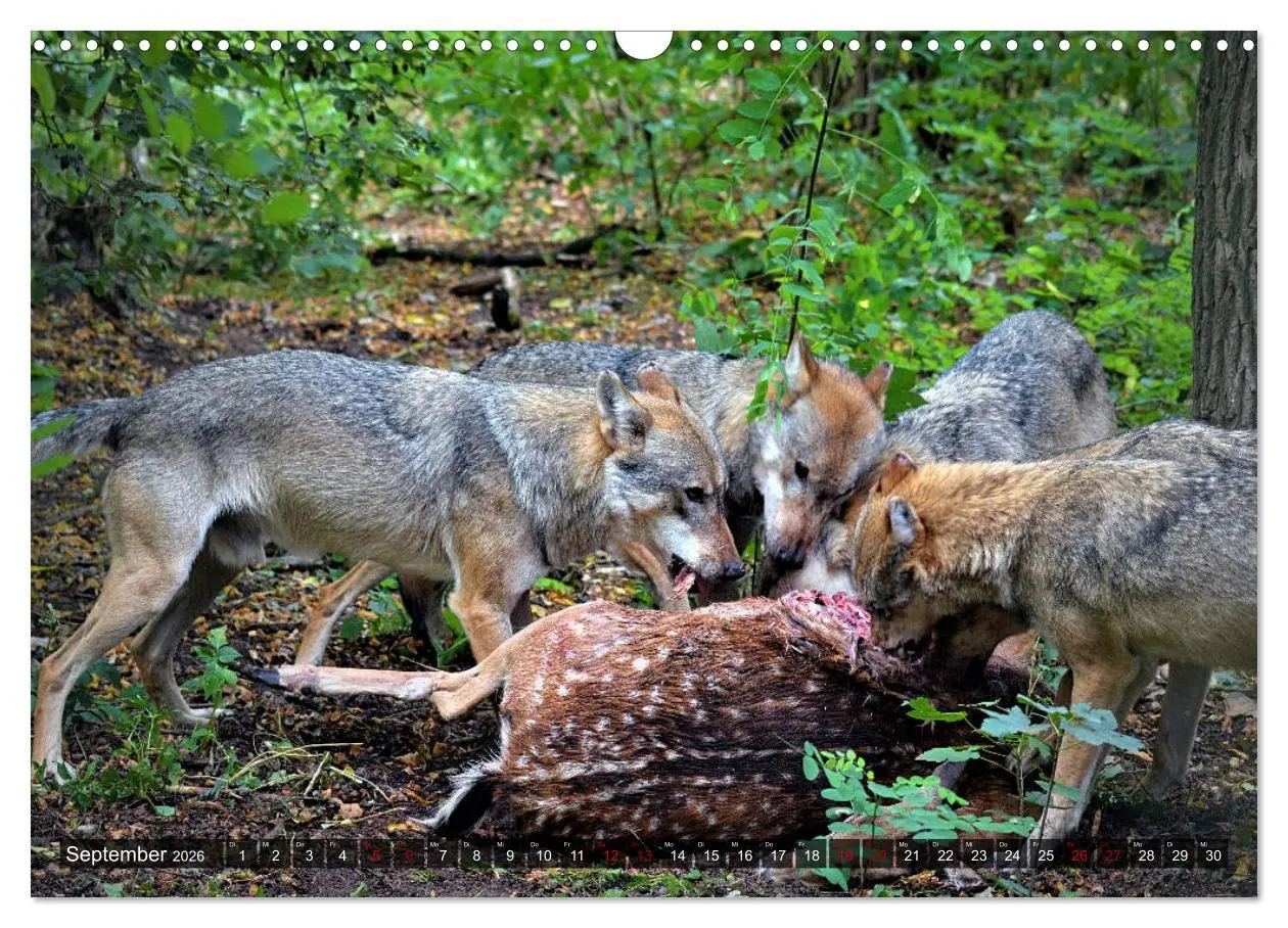 Bild: 9783457802656 | Begegnung mit dem Wolf (Wandkalender 2026 DIN A3 quer), CALVENDO...