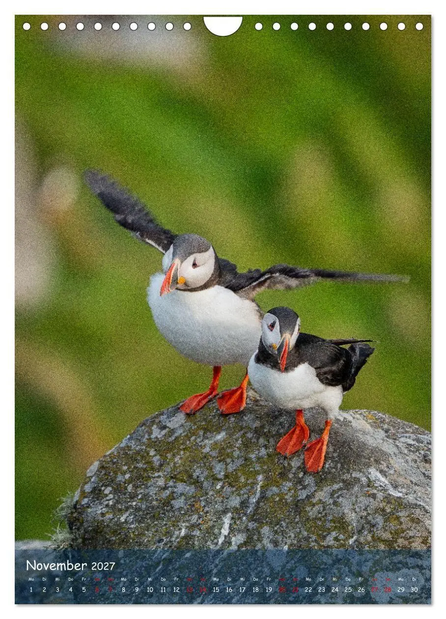 Bild: 9783569222656 | Naturerlebnis Puffin (Wandkalender 2027 DIN A4 hoch), CALVENDO...