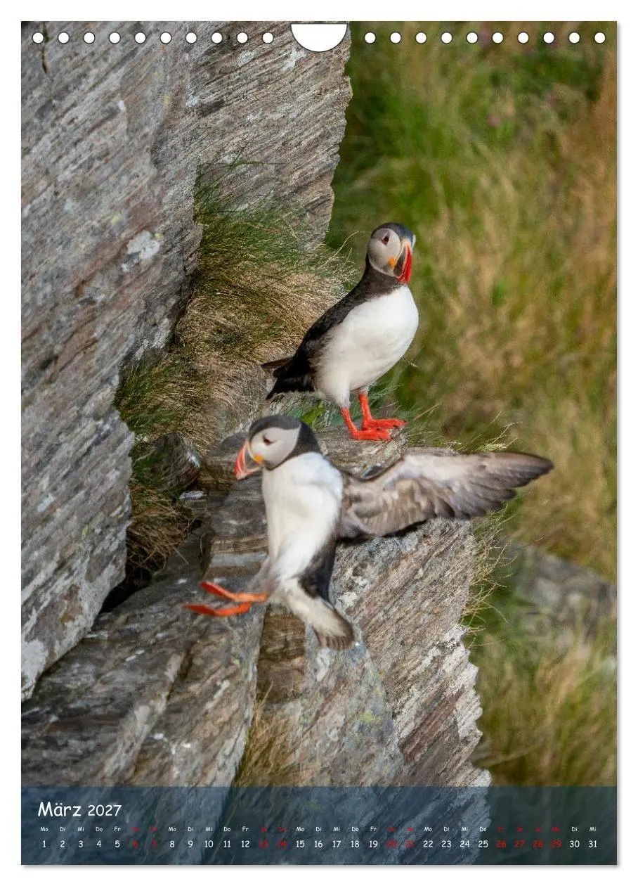 Bild: 9783569222656 | Naturerlebnis Puffin (Wandkalender 2027 DIN A4 hoch), CALVENDO...