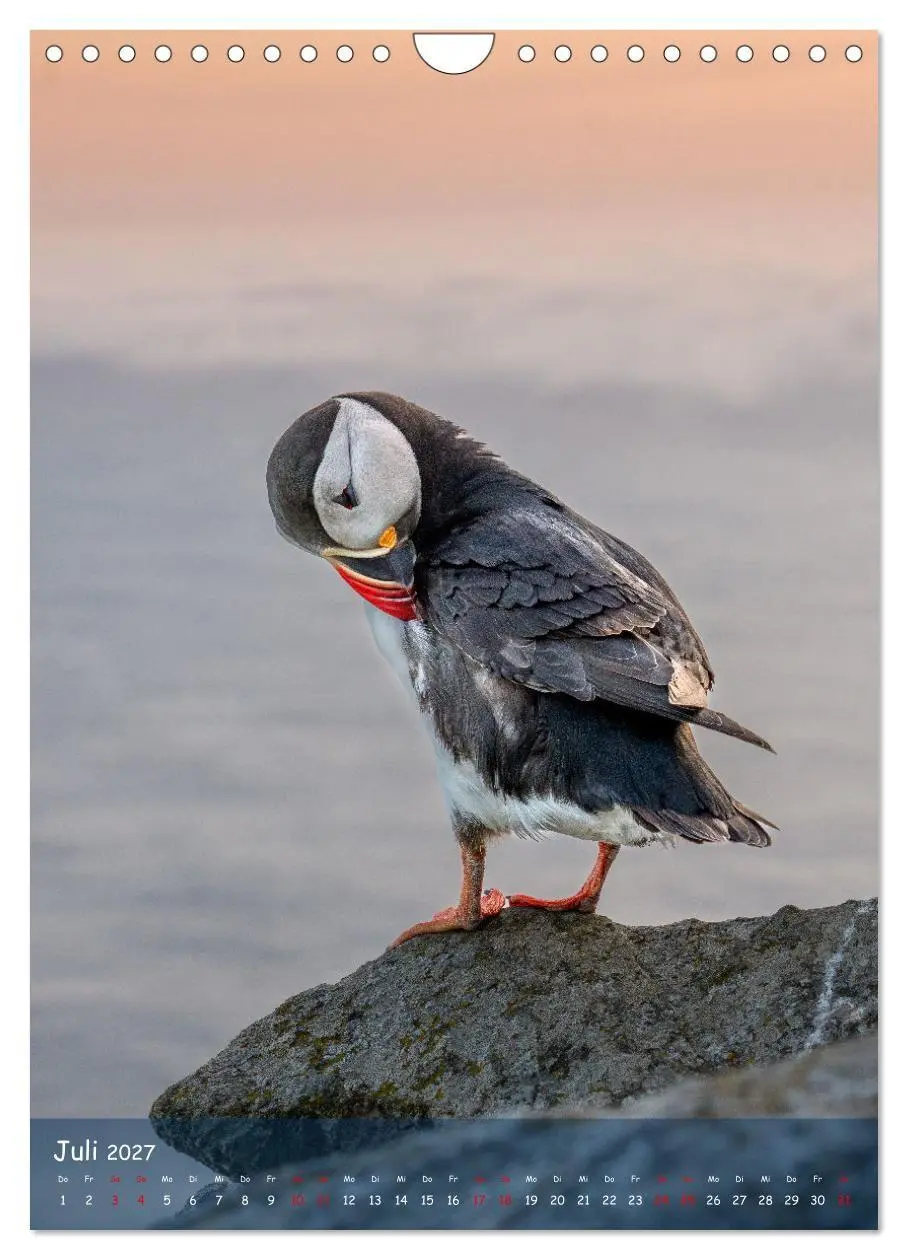 Bild: 9783569222656 | Naturerlebnis Puffin (Wandkalender 2027 DIN A4 hoch), CALVENDO...