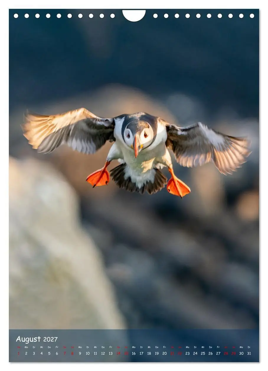 Bild: 9783569222656 | Naturerlebnis Puffin (Wandkalender 2027 DIN A4 hoch), CALVENDO...