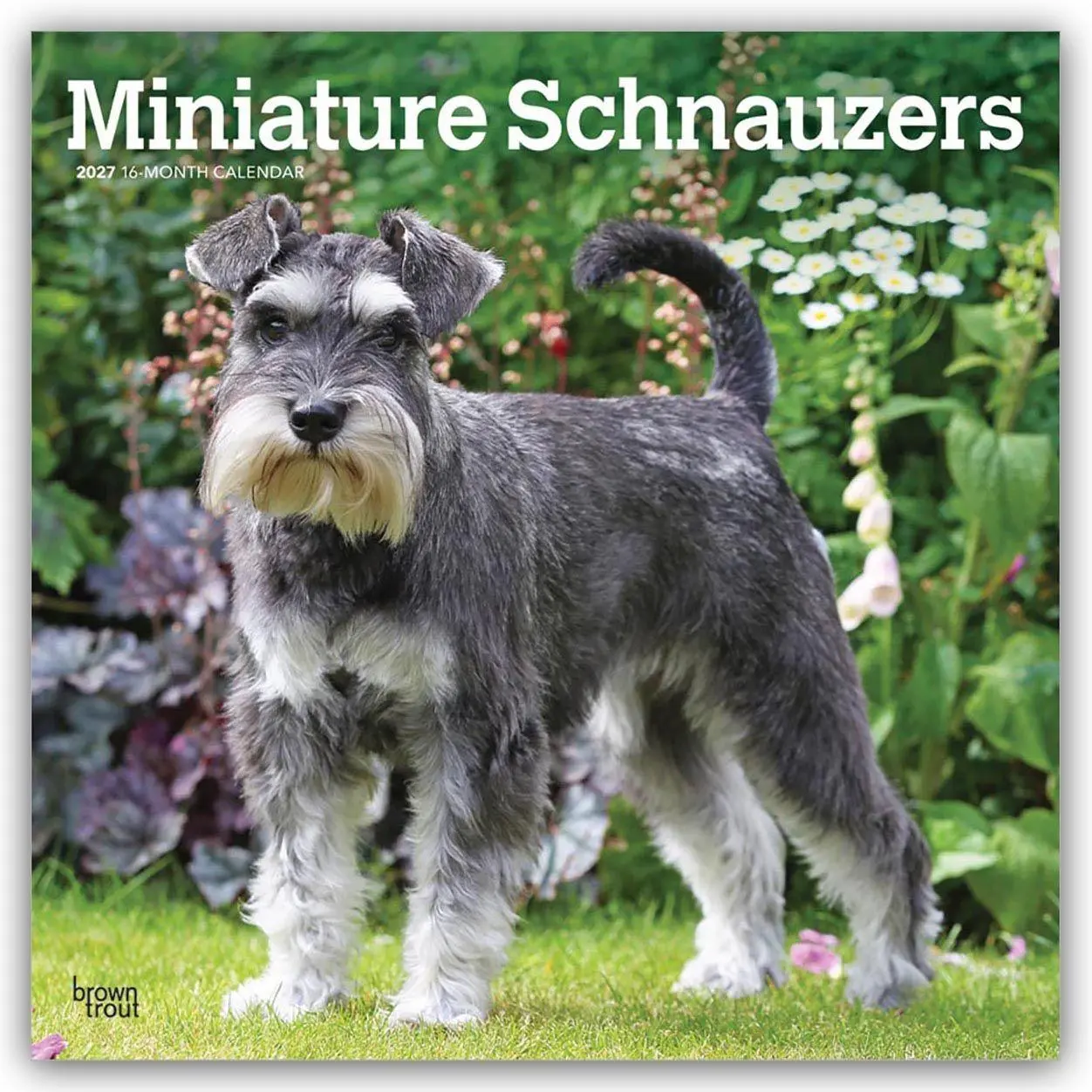 Cover: 9798330712656 | Miniature Schnauzers - Zwergschnauzer 2027 - 16-Monatskalender | 28 S.