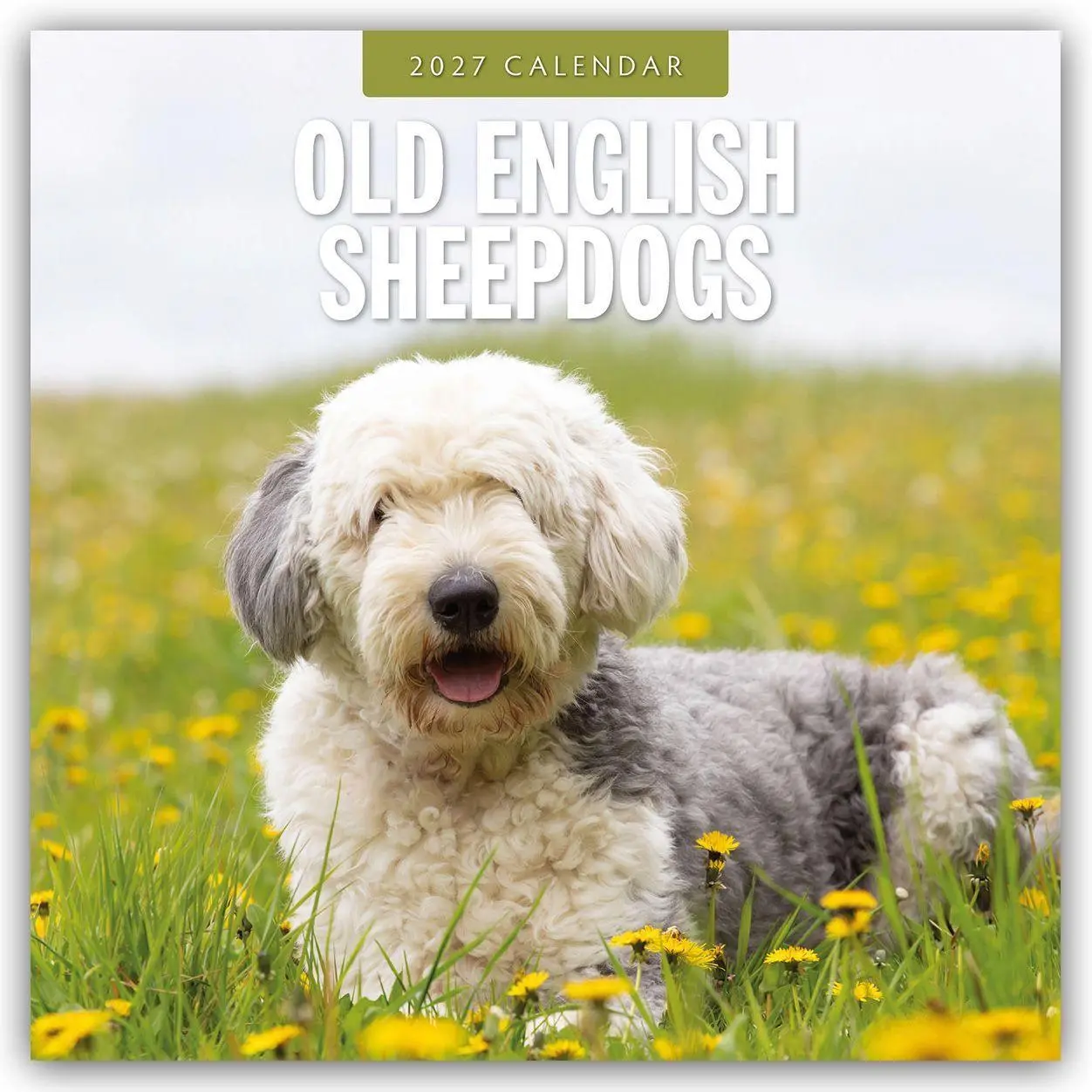 Cover: 9781837012756 | Old English Sheepdogs - Bobtail 2027 - 16-Monatskalender | Robin Red