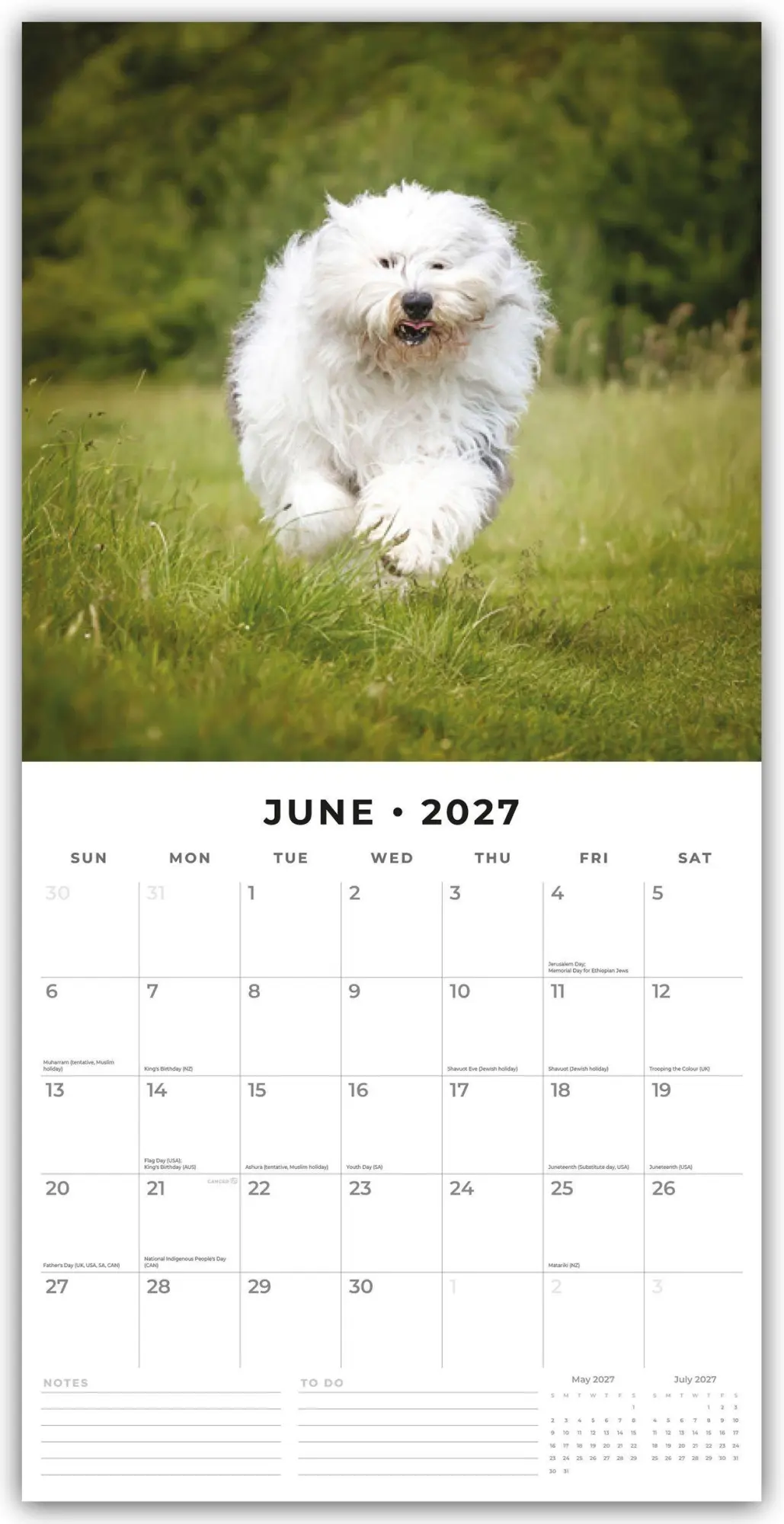 Bild: 9781837012756 | Old English Sheepdogs - Bobtail 2027 - 16-Monatskalender | Robin Red