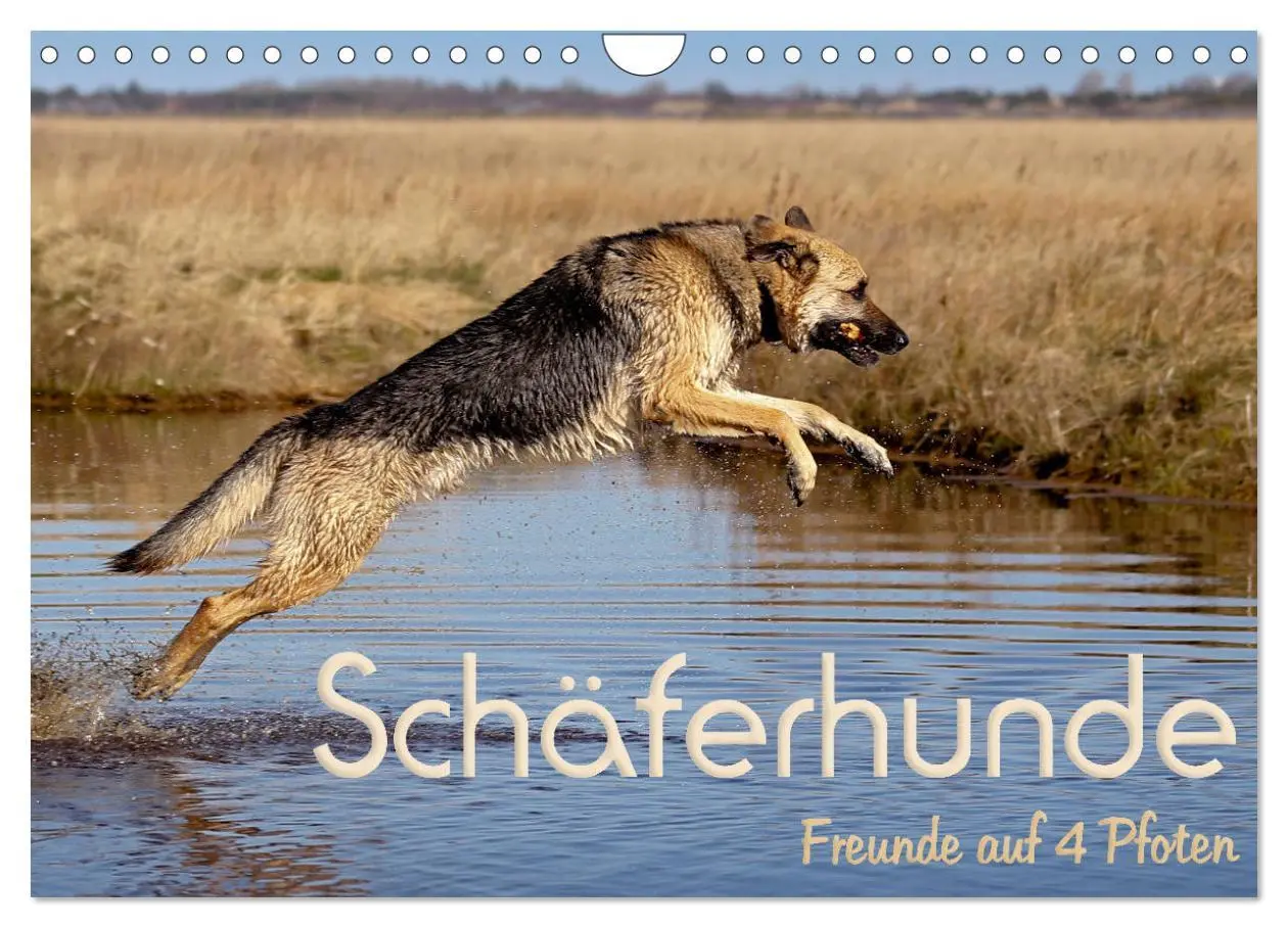 Cover: 9783457892756 | Schäferhunde - Freunde auf 4 Pfoten (Wandkalender 2026 DIN A4...