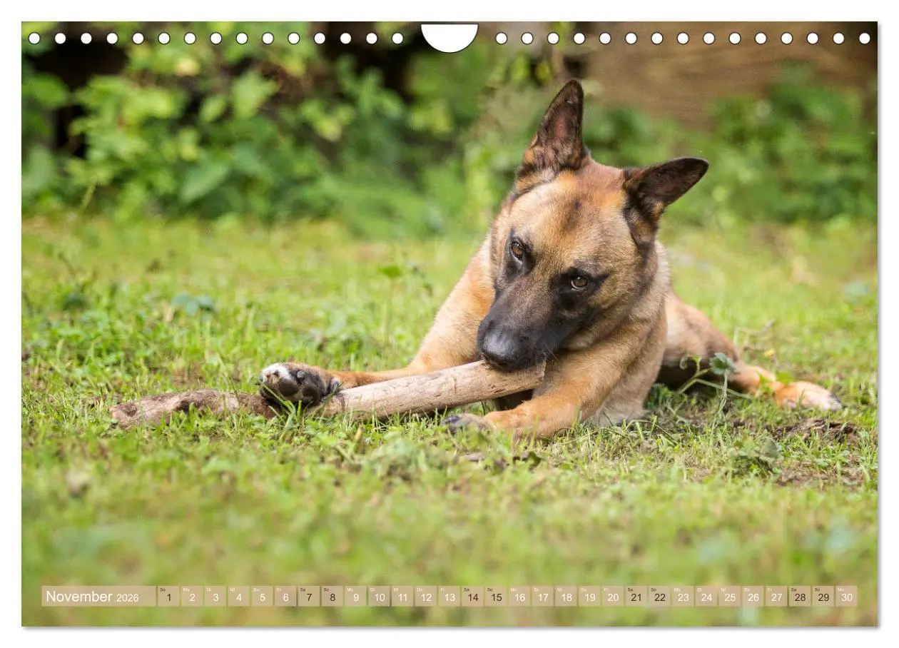 Bild: 9783457892756 | Schäferhunde - Freunde auf 4 Pfoten (Wandkalender 2026 DIN A4...