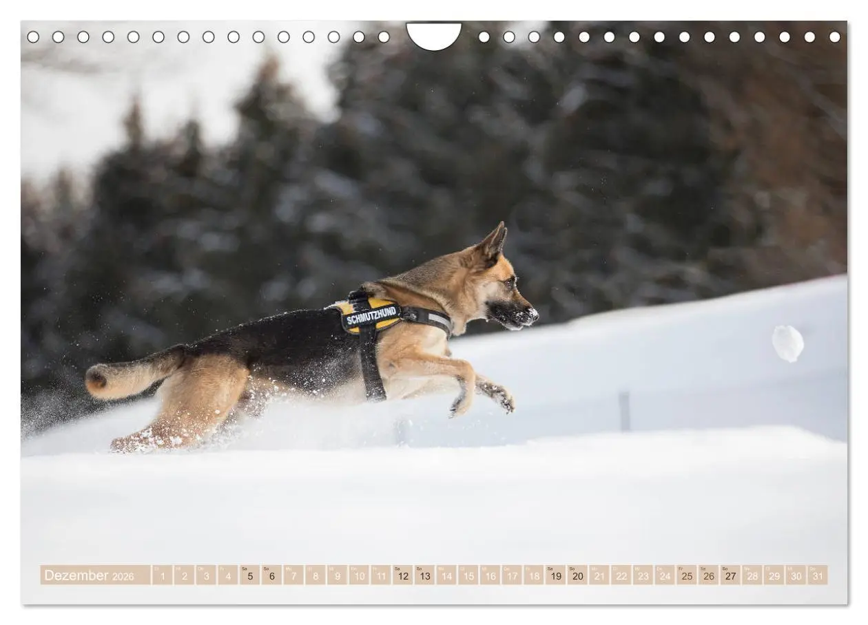 Bild: 9783457892756 | Schäferhunde - Freunde auf 4 Pfoten (Wandkalender 2026 DIN A4...