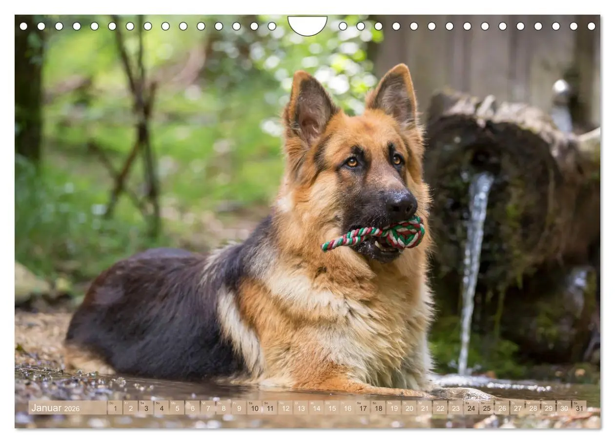 Bild: 9783457892756 | Schäferhunde - Freunde auf 4 Pfoten (Wandkalender 2026 DIN A4...