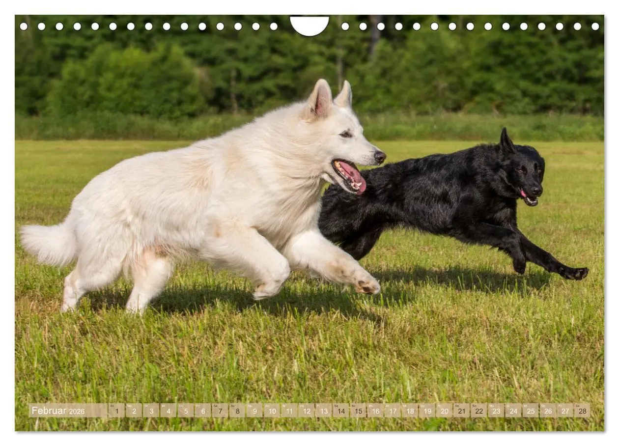 Bild: 9783457892756 | Schäferhunde - Freunde auf 4 Pfoten (Wandkalender 2026 DIN A4...