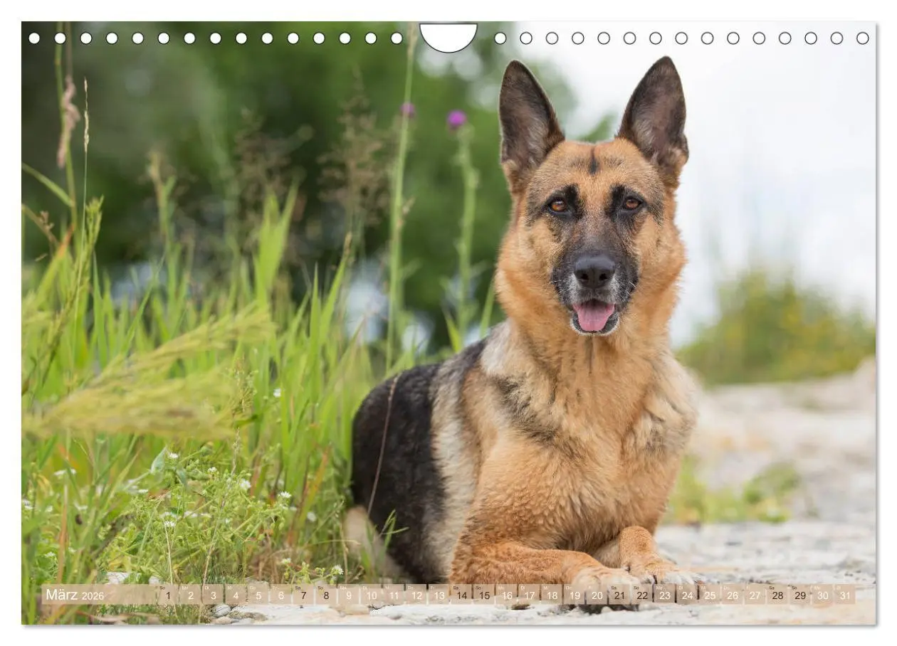 Bild: 9783457892756 | Schäferhunde - Freunde auf 4 Pfoten (Wandkalender 2026 DIN A4...