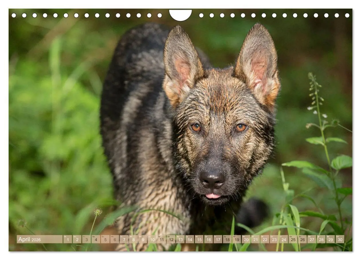 Bild: 9783457892756 | Schäferhunde - Freunde auf 4 Pfoten (Wandkalender 2026 DIN A4...