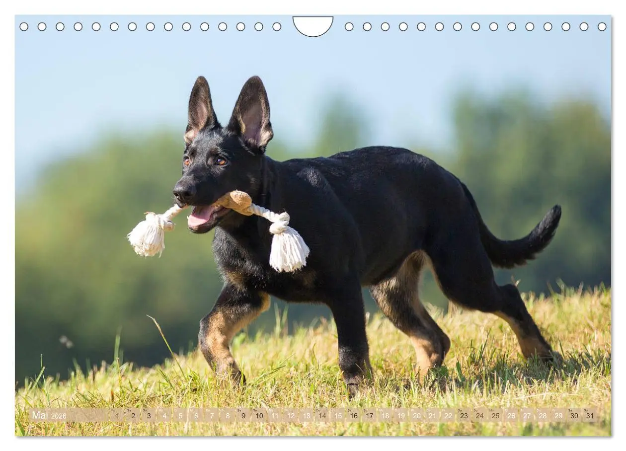 Bild: 9783457892756 | Schäferhunde - Freunde auf 4 Pfoten (Wandkalender 2026 DIN A4...