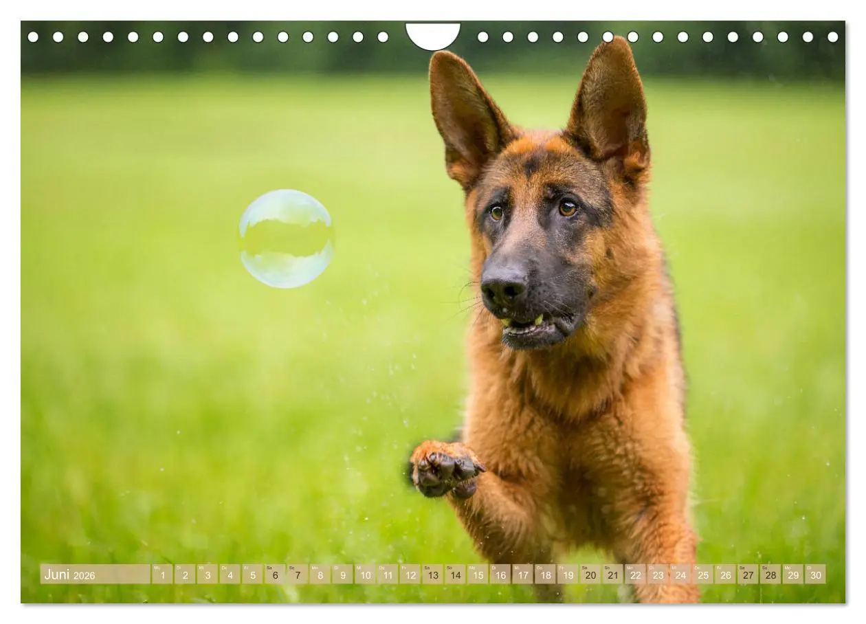 Bild: 9783457892756 | Schäferhunde - Freunde auf 4 Pfoten (Wandkalender 2026 DIN A4...
