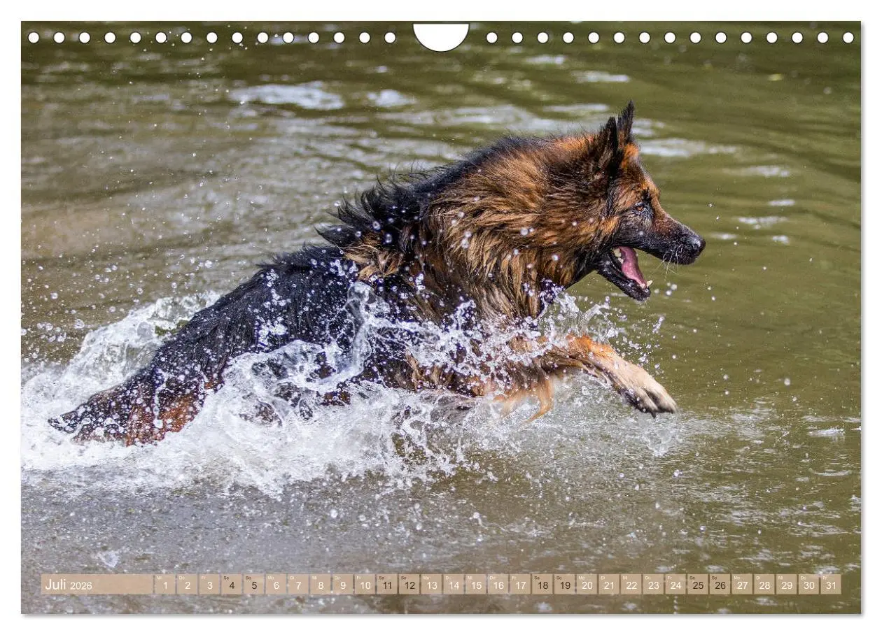 Bild: 9783457892756 | Schäferhunde - Freunde auf 4 Pfoten (Wandkalender 2026 DIN A4...