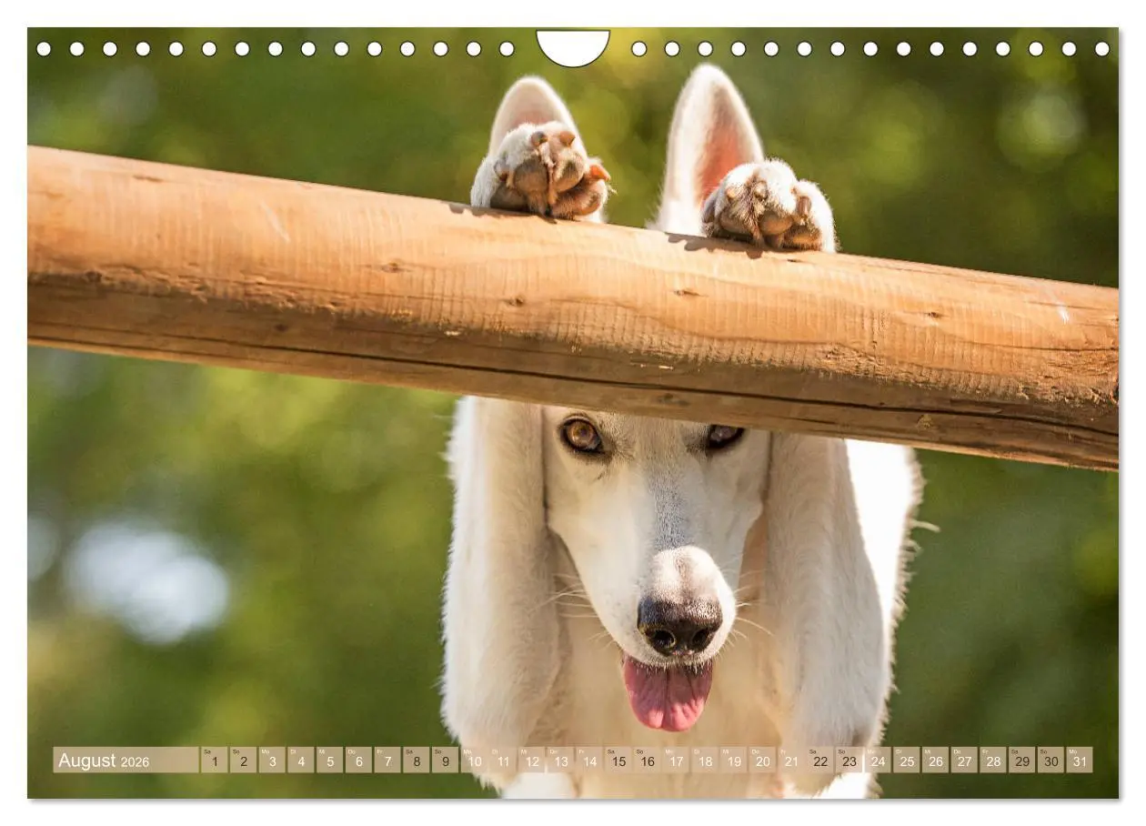 Bild: 9783457892756 | Schäferhunde - Freunde auf 4 Pfoten (Wandkalender 2026 DIN A4...