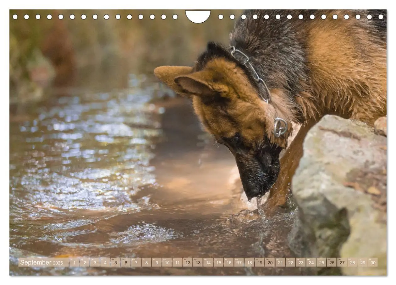 Bild: 9783457892756 | Schäferhunde - Freunde auf 4 Pfoten (Wandkalender 2026 DIN A4...