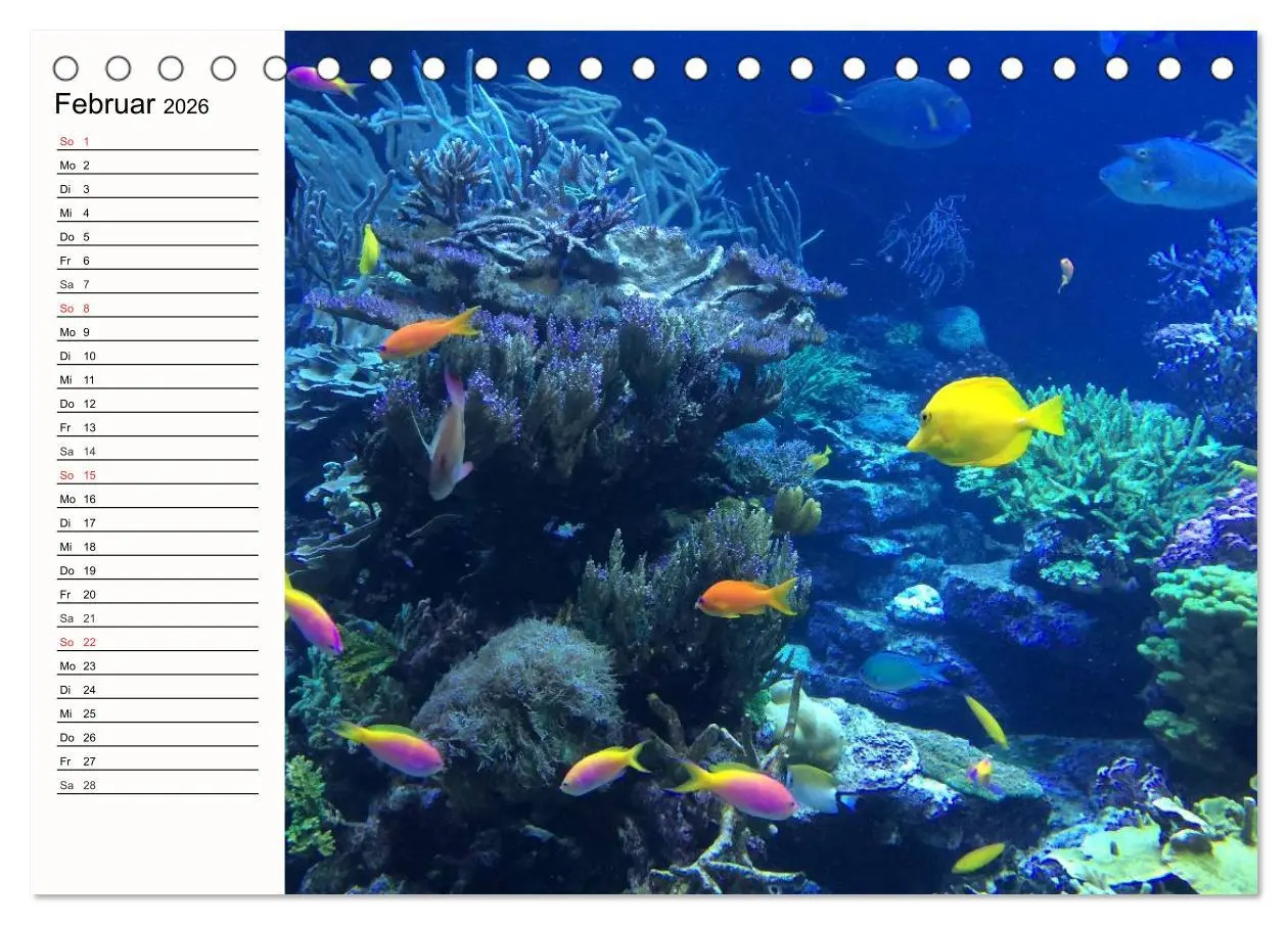 Bild: 9783457962756 | Paradiese. Karibik und Südsee über und unter Wasser (Tischkalender...