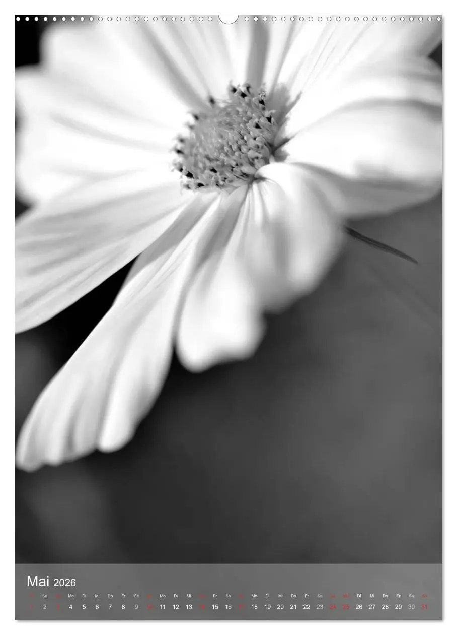 Bild: 9783516432756 | Monochrome Blüten - In Schwarz-Weiß Bildern durch das Jahr...