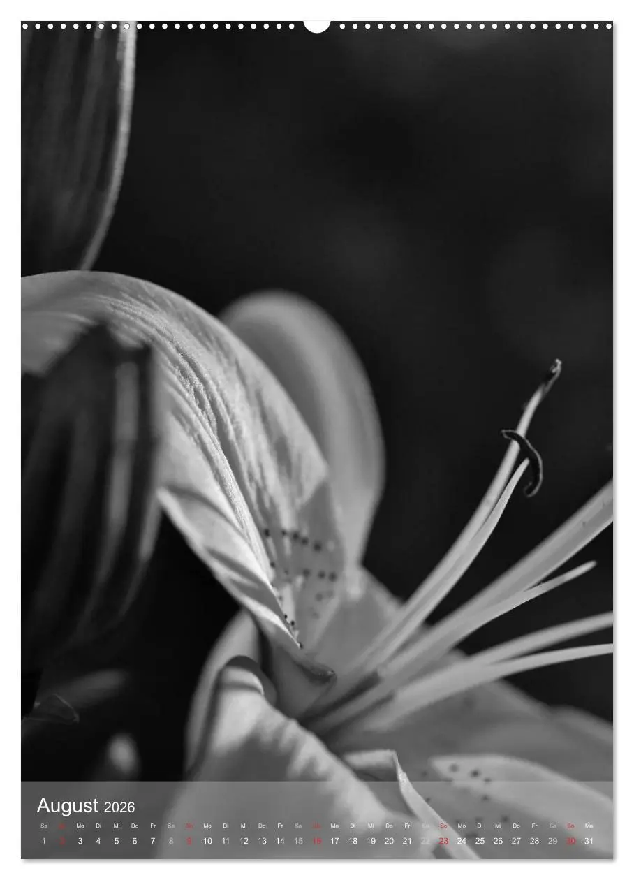 Bild: 9783516432756 | Monochrome Blüten - In Schwarz-Weiß Bildern durch das Jahr...