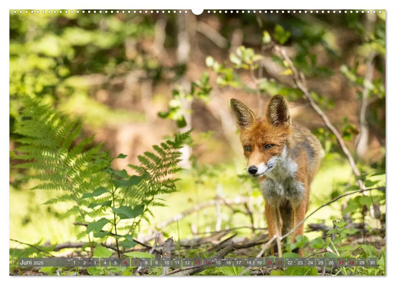 Bild: 9783457262856 | Naturerlebnis Rumänien - Auf den Spuren der Bären und Mythen...