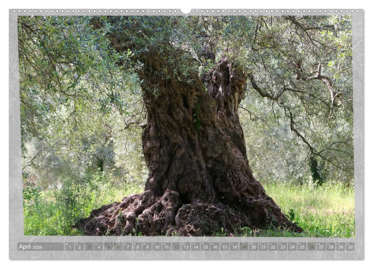 Bild: 9783457712856 | ALTE OLIVENBÄUME Zeugen der Antike (hochwertiger Premium...