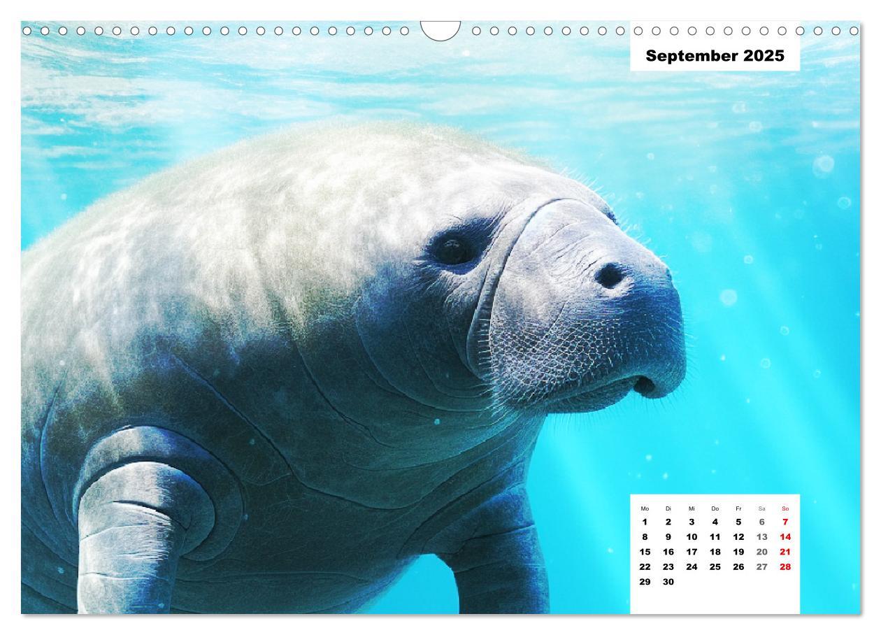 Bild: 9783383893056 | Manatees. Faszinierende Rundschwanzseekühe (Wandkalender 2025 DIN...