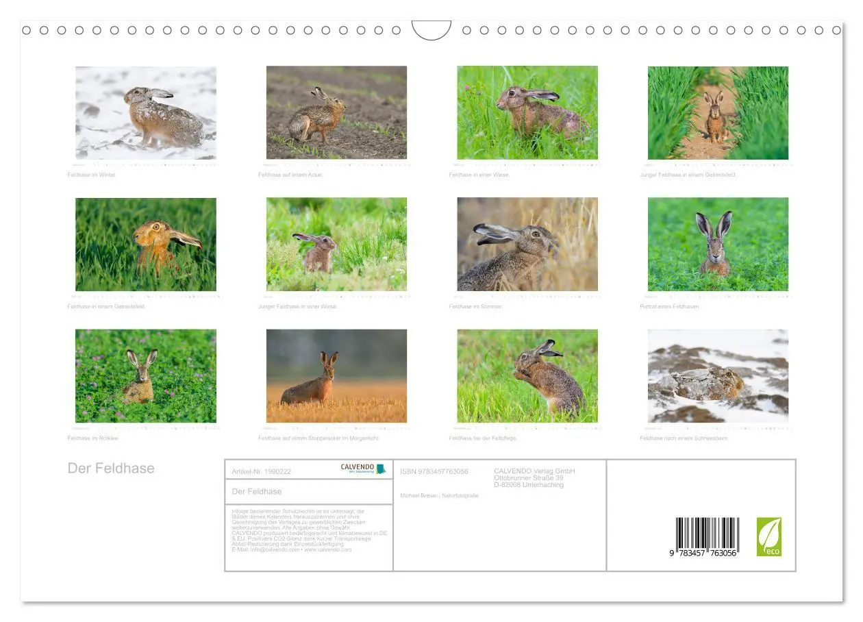 Bild: 9783457763056 | Der Feldhase (Wandkalender 2026 DIN A3 quer), CALVENDO Monatskalender