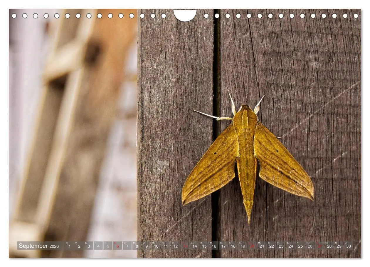 Bild: 9783516163056 | Kolumbien (Wandkalender 2026 DIN A4 quer), CALVENDO Monatskalender