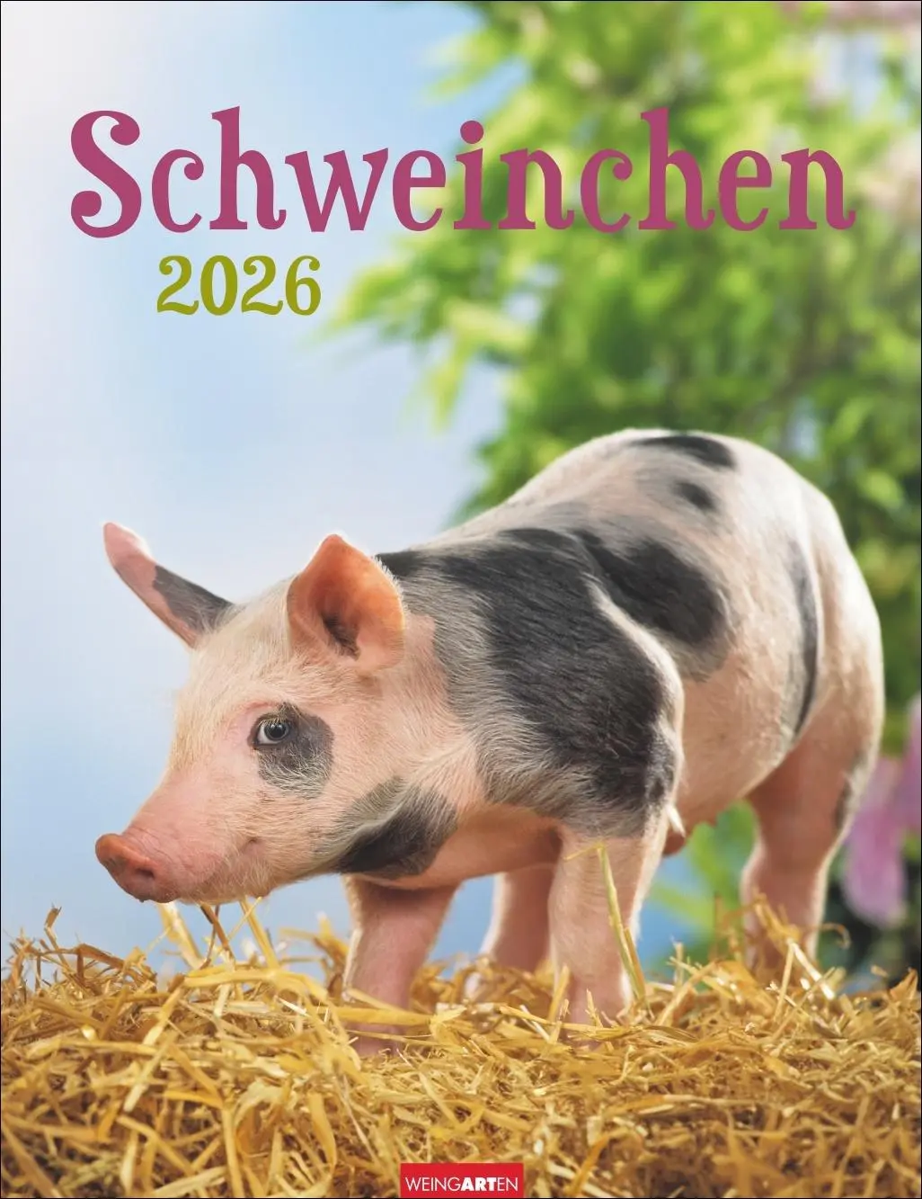 Cover: 9783839903056 | Schweinchen Kalender 2026 | Kalender | Tierkalender Weingarten | 14 S.