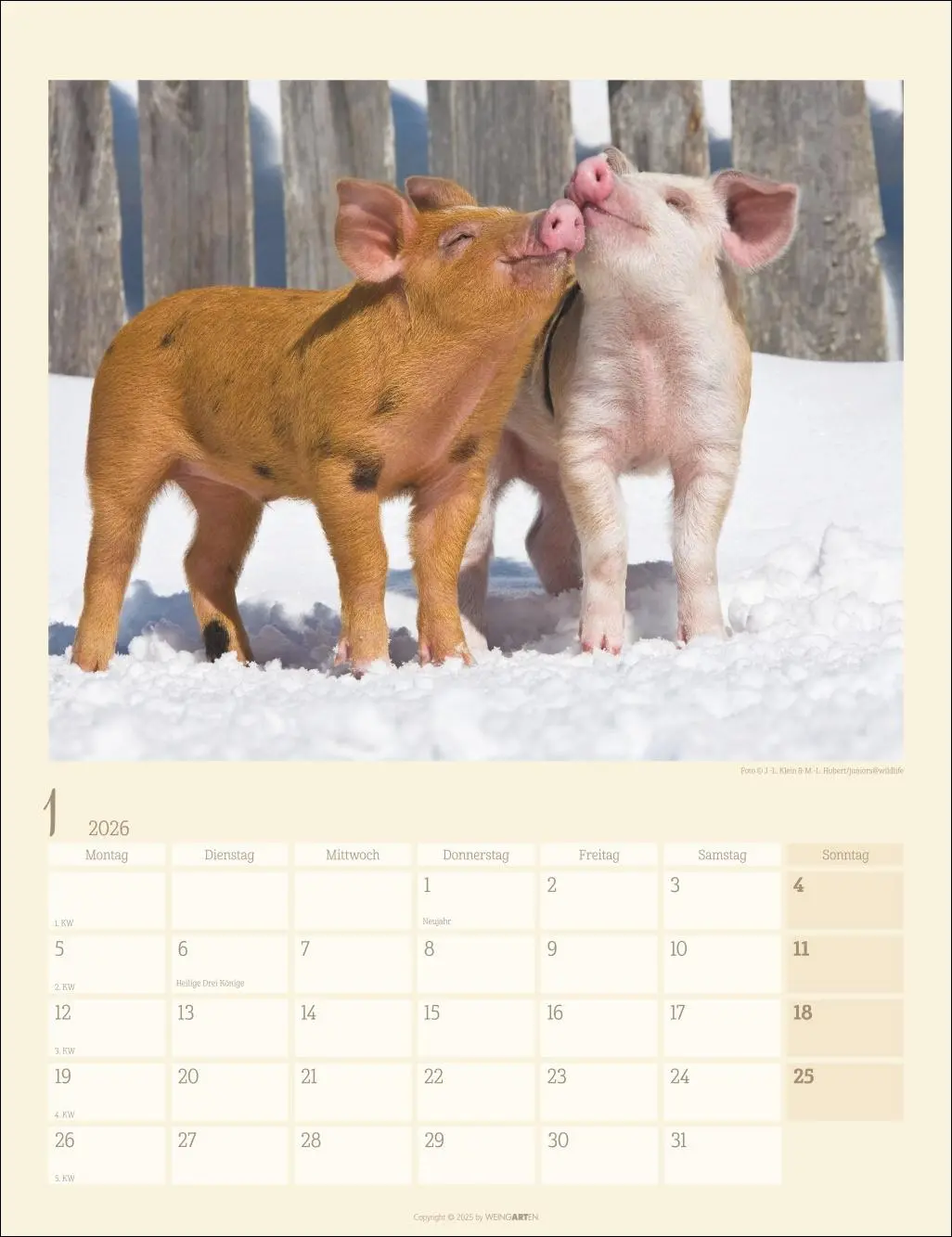 Bild: 9783839903056 | Schweinchen Kalender 2026 | Kalender | Tierkalender Weingarten | 14 S.