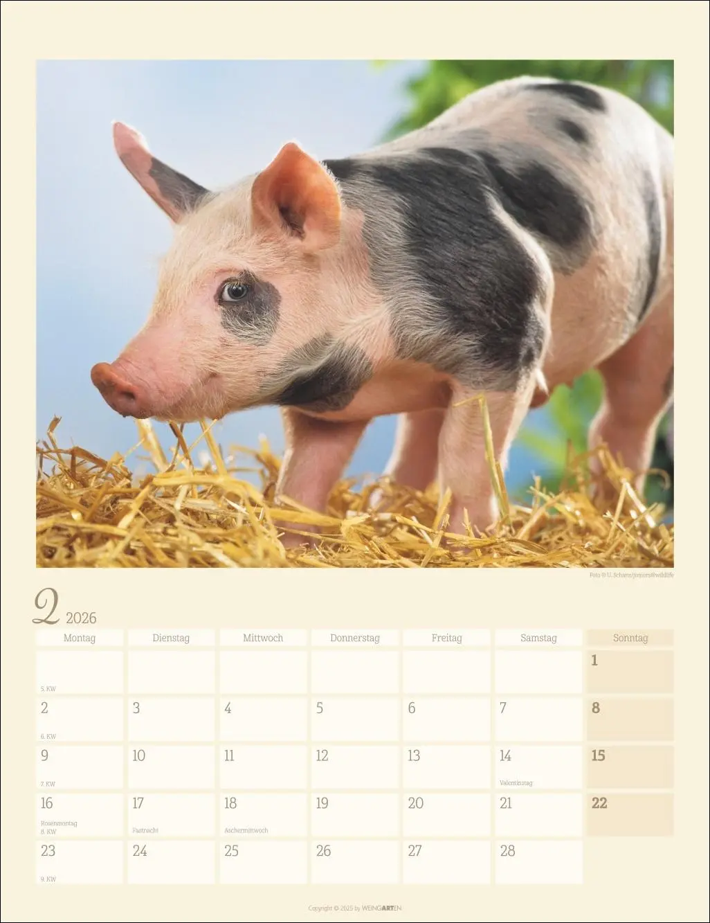 Bild: 9783839903056 | Schweinchen Kalender 2026 | Kalender | Tierkalender Weingarten | 14 S.