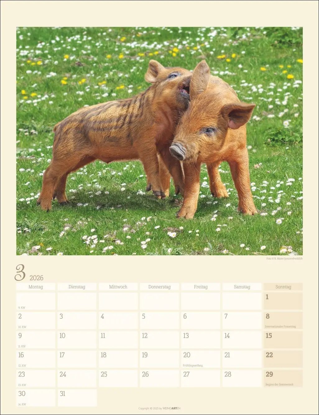 Bild: 9783839903056 | Schweinchen Kalender 2026 | Kalender | Tierkalender Weingarten | 14 S.