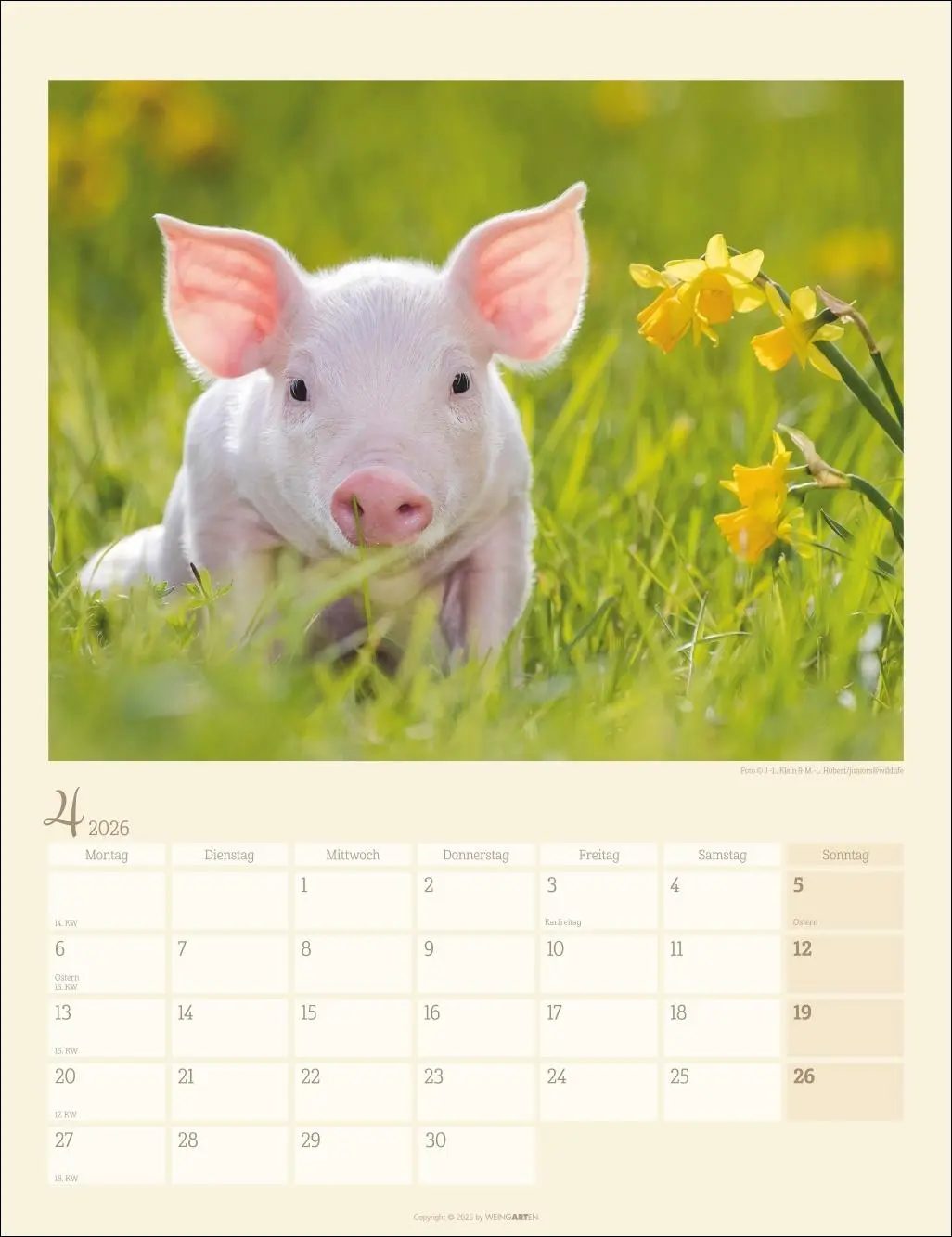 Bild: 9783839903056 | Schweinchen Kalender 2026 | Kalender | Tierkalender Weingarten | 14 S.