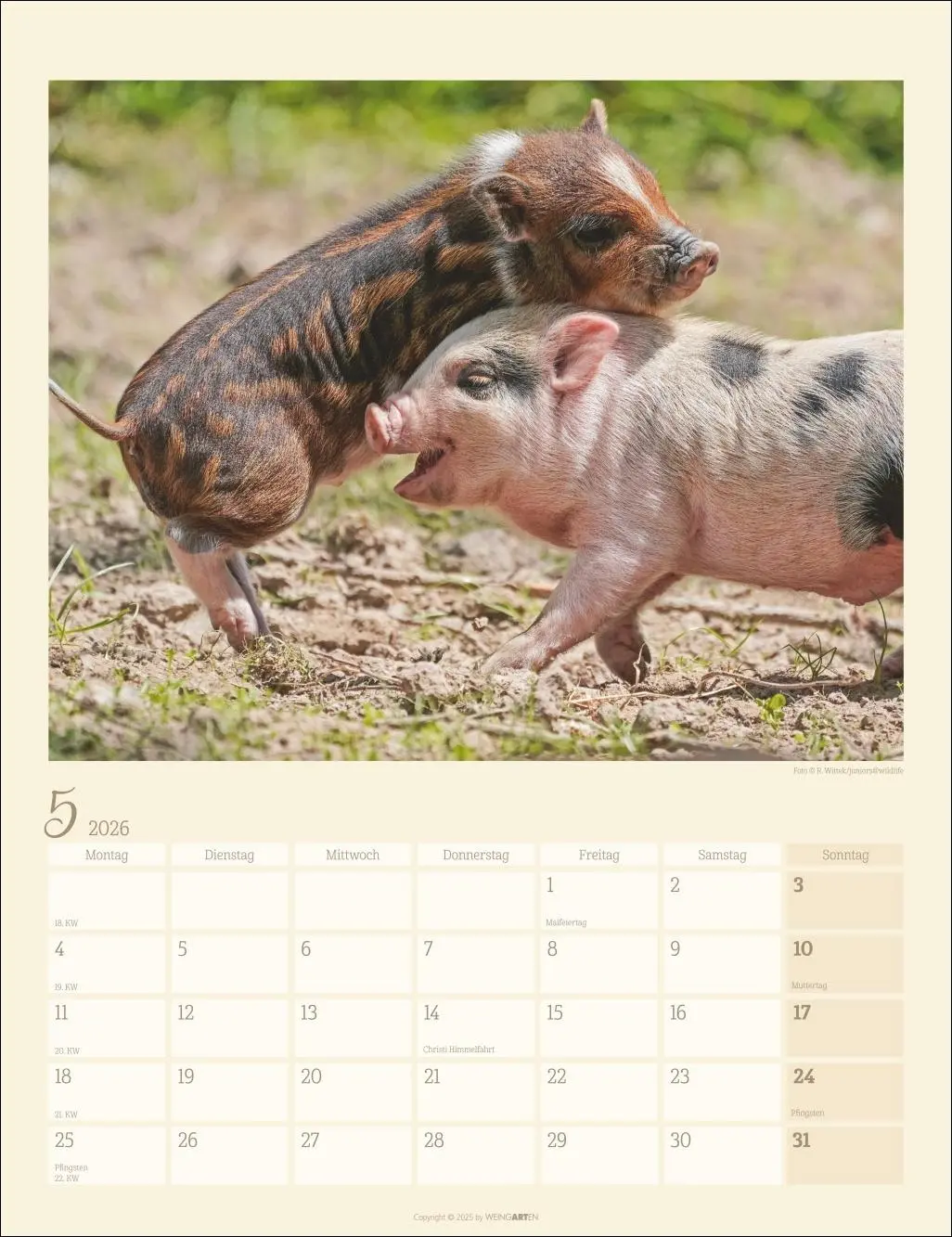 Bild: 9783839903056 | Schweinchen Kalender 2026 | Kalender | Tierkalender Weingarten | 14 S.