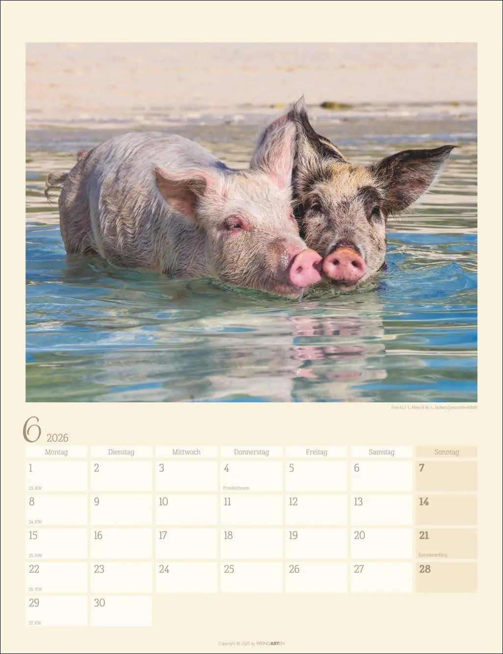 Bild: 9783839903056 | Schweinchen Kalender 2026 | Kalender | Tierkalender Weingarten | 14 S.