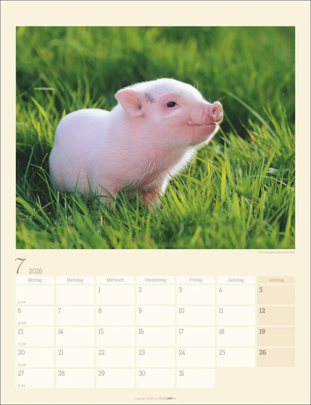 Bild: 9783839903056 | Schweinchen Kalender 2026 | Kalender | Tierkalender Weingarten | 14 S.