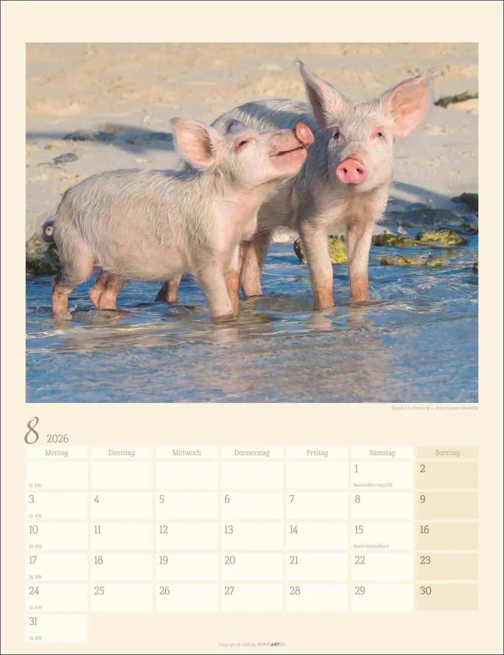 Bild: 9783839903056 | Schweinchen Kalender 2026 | Kalender | Tierkalender Weingarten | 14 S.