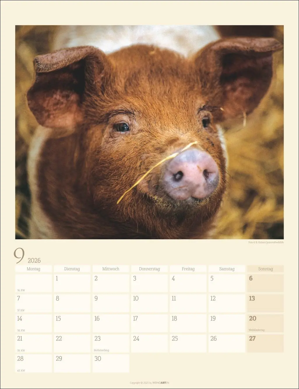 Bild: 9783839903056 | Schweinchen Kalender 2026 | Kalender | Tierkalender Weingarten | 14 S.