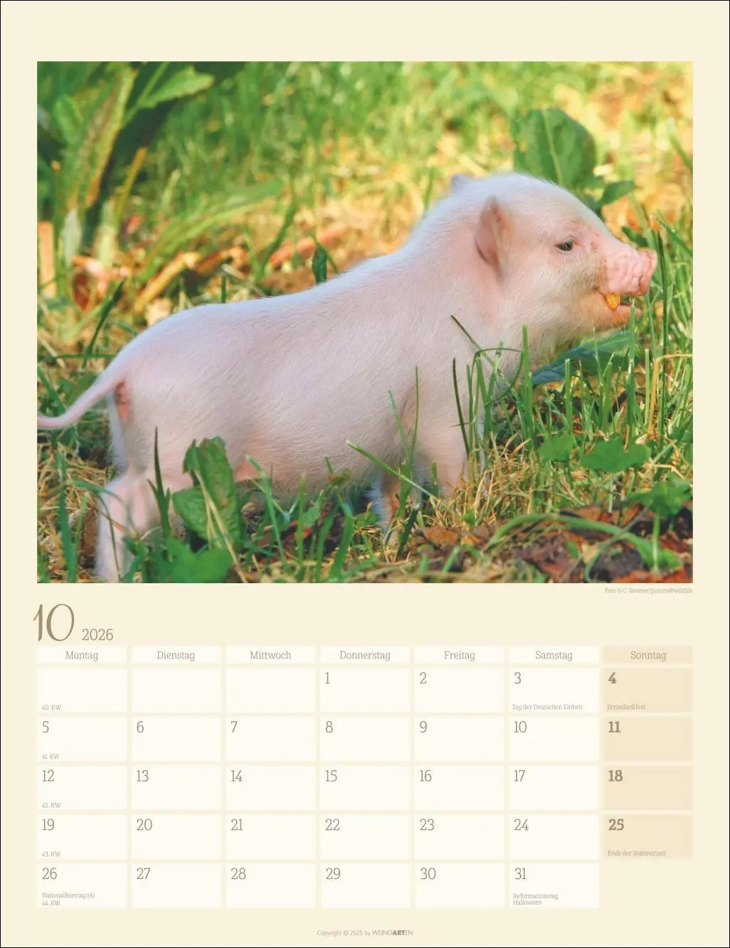 Bild: 9783839903056 | Schweinchen Kalender 2026 | Kalender | Tierkalender Weingarten | 14 S.