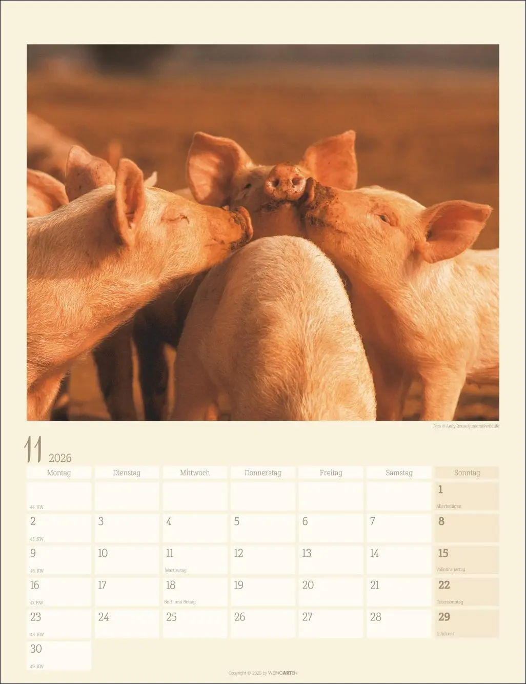 Bild: 9783839903056 | Schweinchen Kalender 2026 | Kalender | Tierkalender Weingarten | 14 S.