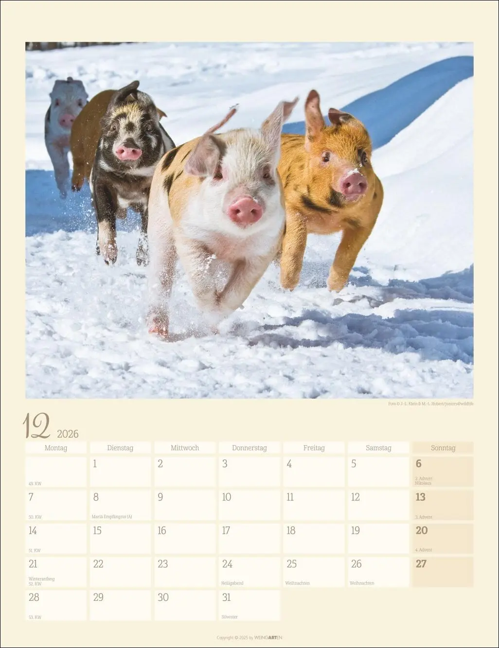 Bild: 9783839903056 | Schweinchen Kalender 2026 | Kalender | Tierkalender Weingarten | 14 S.