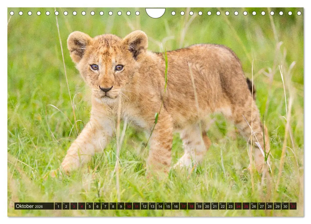 Bild: 9783457813256 | Safari Afrika (Wandkalender 2026 DIN A4 quer), CALVENDO Monatskalender