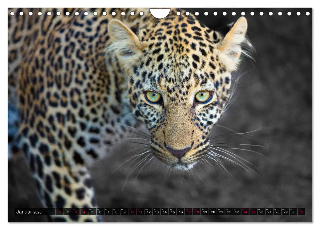 Bild: 9783457813256 | Safari Afrika (Wandkalender 2026 DIN A4 quer), CALVENDO Monatskalender