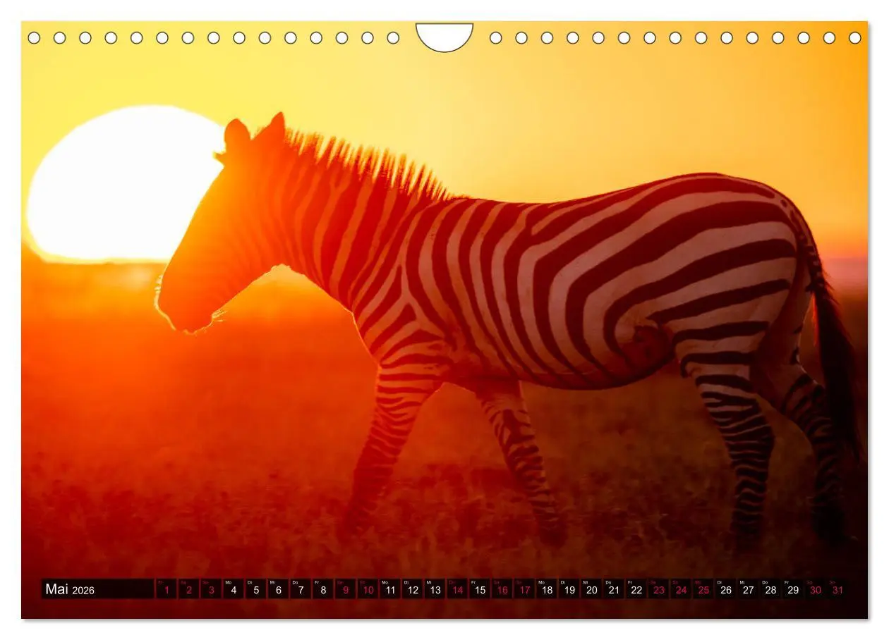 Bild: 9783457813256 | Safari Afrika (Wandkalender 2026 DIN A4 quer), CALVENDO Monatskalender