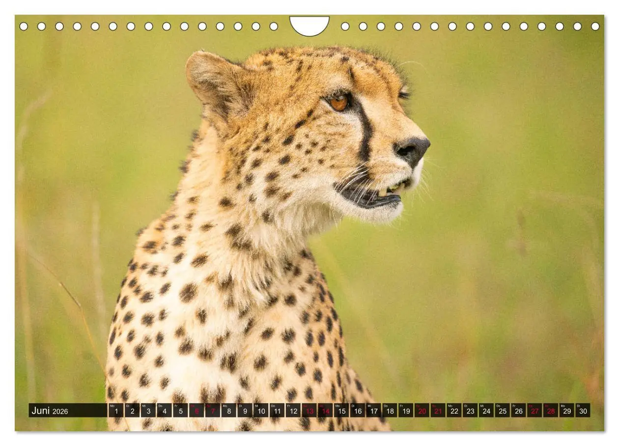 Bild: 9783457813256 | Safari Afrika (Wandkalender 2026 DIN A4 quer), CALVENDO Monatskalender