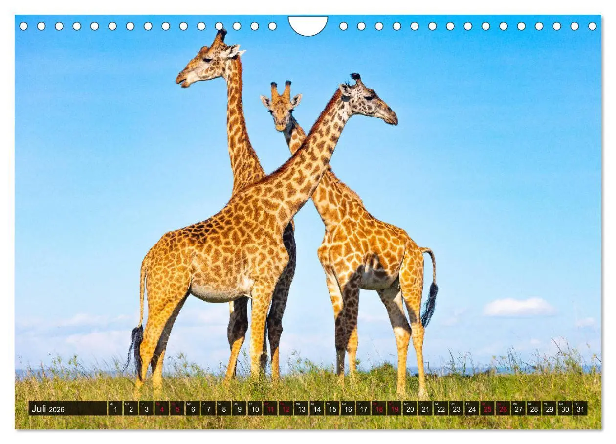 Bild: 9783457813256 | Safari Afrika (Wandkalender 2026 DIN A4 quer), CALVENDO Monatskalender