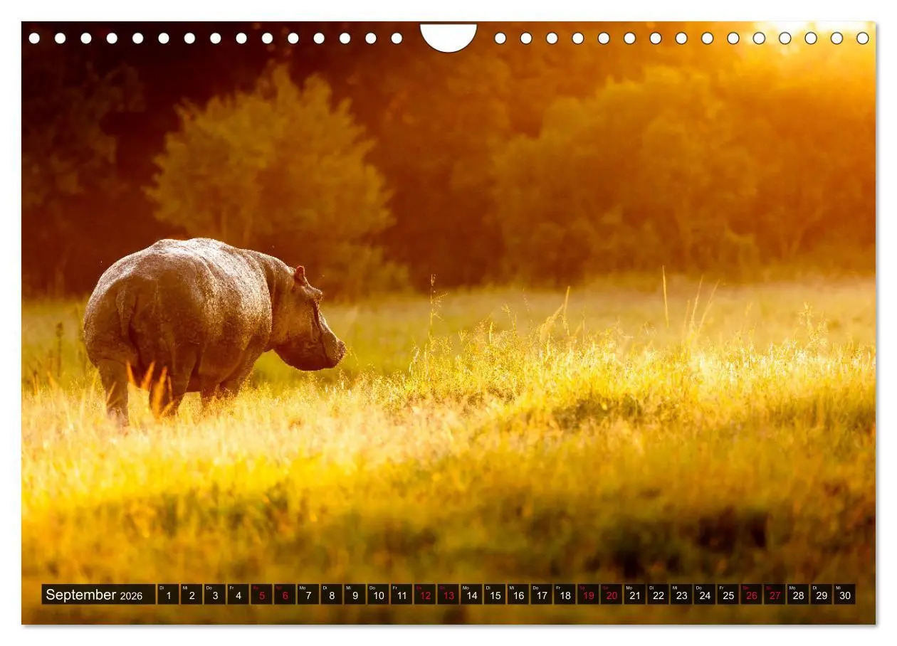 Bild: 9783457813256 | Safari Afrika (Wandkalender 2026 DIN A4 quer), CALVENDO Monatskalender