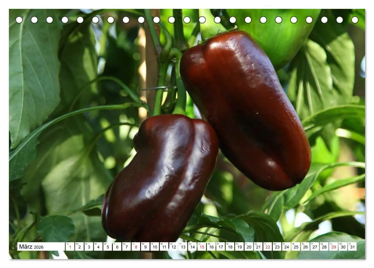 Bild: 9783457983256 | Für Chili Liebhaber (Tischkalender 2026 DIN A5 quer), CALVENDO...