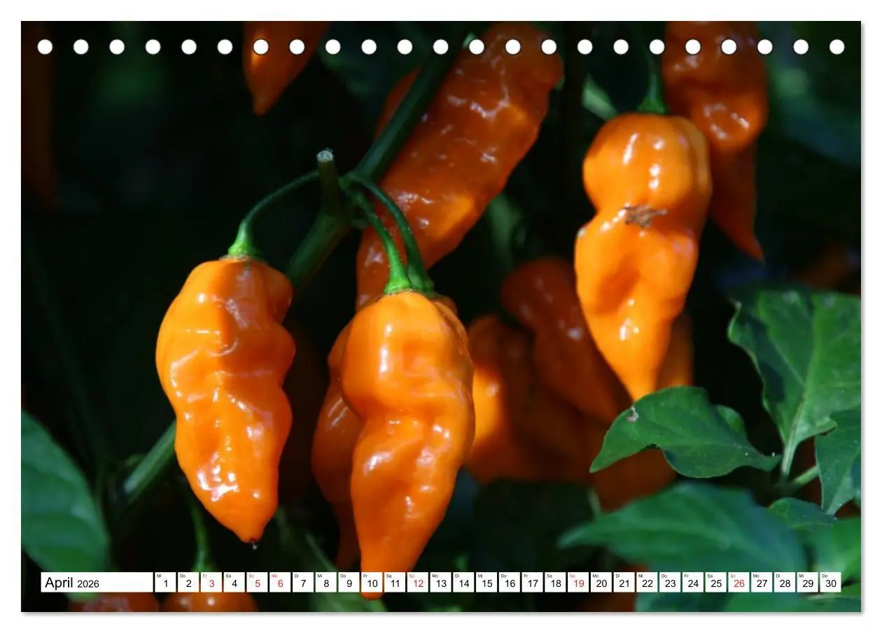 Bild: 9783457983256 | Für Chili Liebhaber (Tischkalender 2026 DIN A5 quer), CALVENDO...