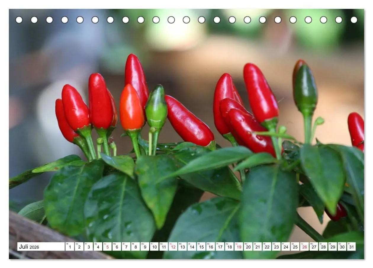Bild: 9783457983256 | Für Chili Liebhaber (Tischkalender 2026 DIN A5 quer), CALVENDO...